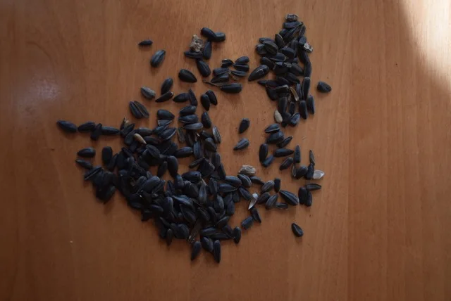 bl19073155 oil seeds.jpg