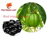 Horny Goat Weed Extract Epimedium Pubescens Maxim Capsules