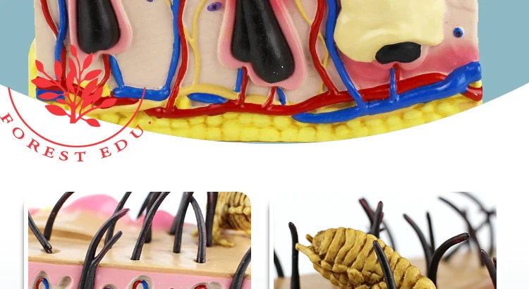 6  Dog Skin Model.jpg