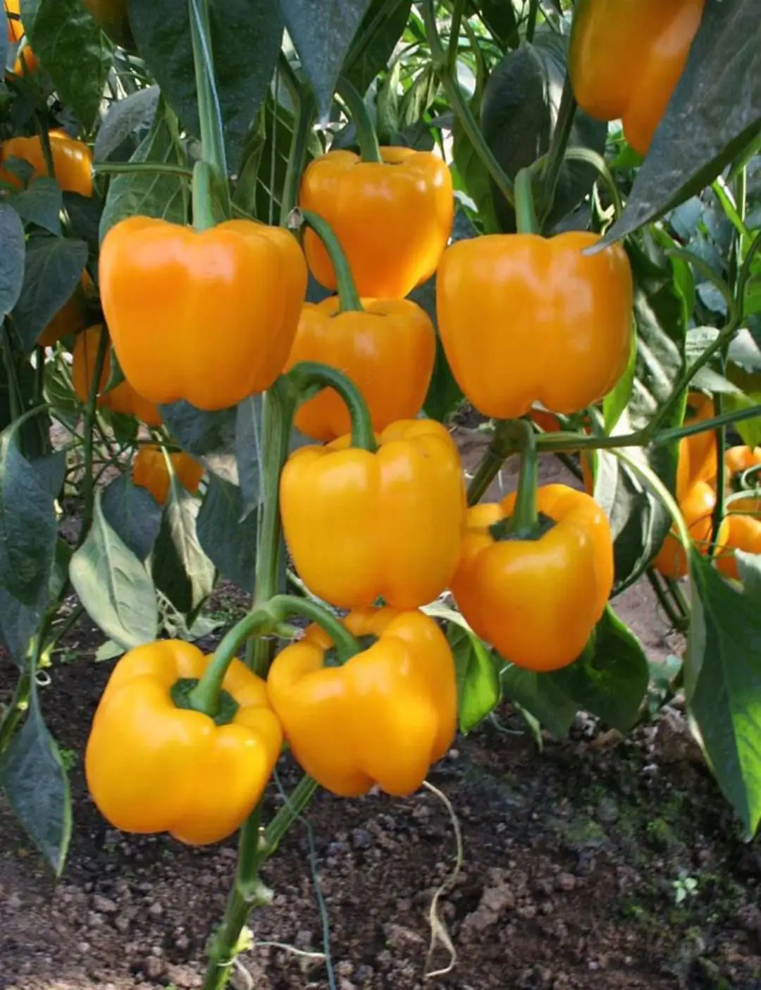 Hybrid F1 Yellow Sweet Pepper Seed Bell Pepper Seed From China Buy