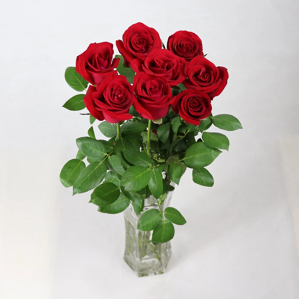 Highlevel Wholesale High Quality Fresh Cut Rose Flower Ecuador Carola