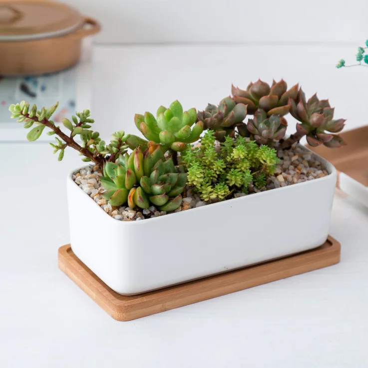 Venta al por mayor macetas para plantas rectangulares-Compre online los