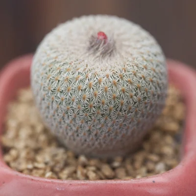 
Hot sale mini cactus plant 3cm epithelantha 