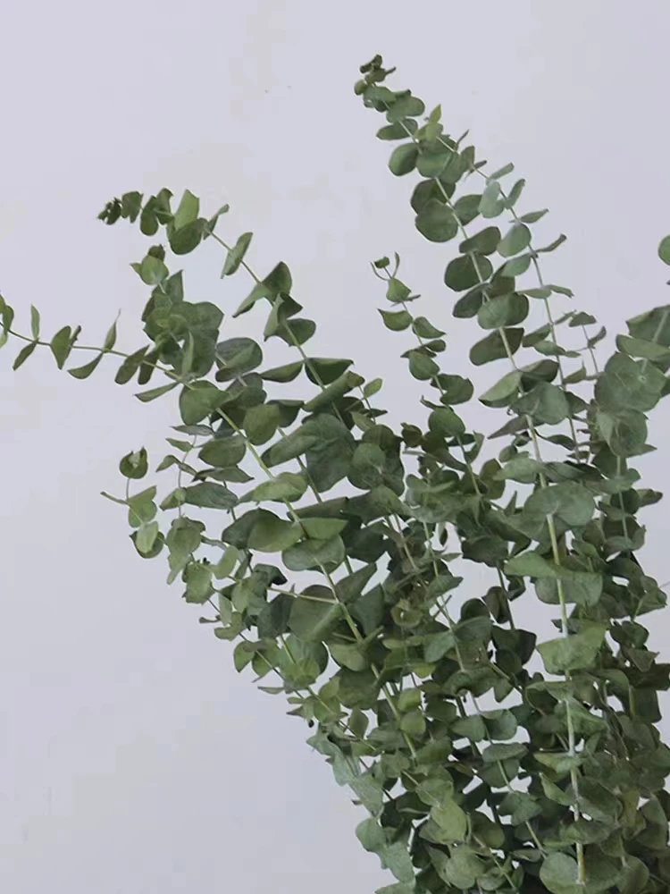 2023 Hot Sale Eucalyptus Leaves,Dried Eucalyptus Stems,Bouquets Decorated With Preserved