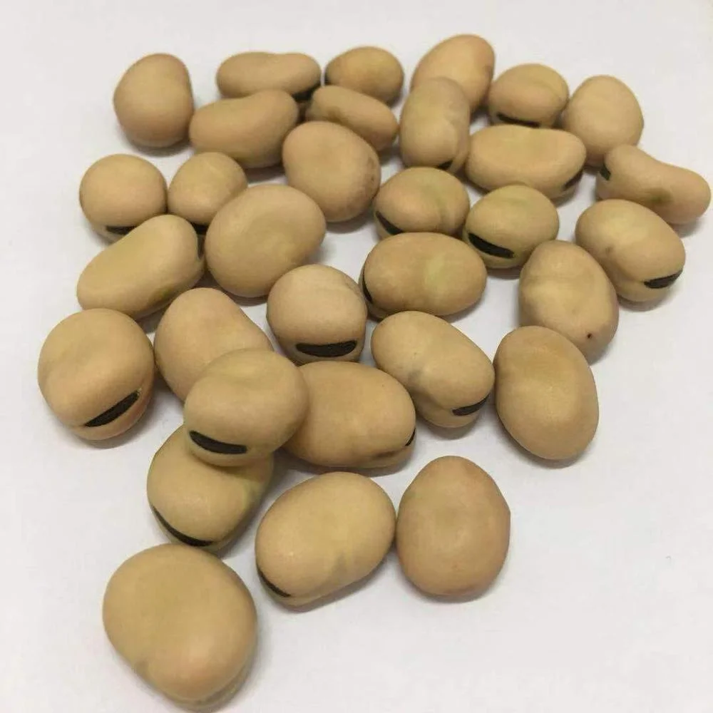fava_beans_broad (3).jpg