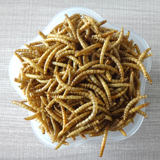 High Protein Dried Mealworm In Bulk For Wild Bird 5 Kg Buy Mealworms
