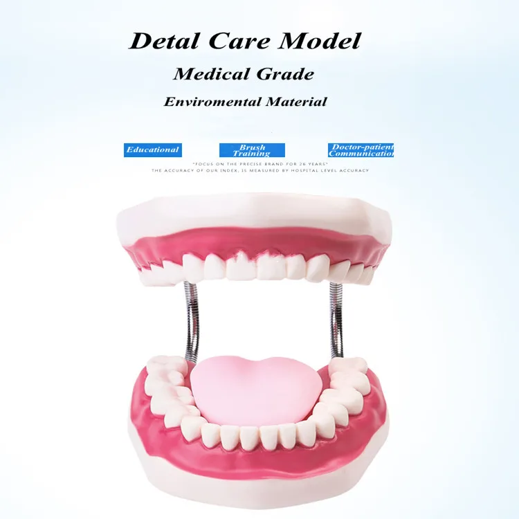 Kindergarten Teaching Children Brush Teeth Toy Dental Care Model