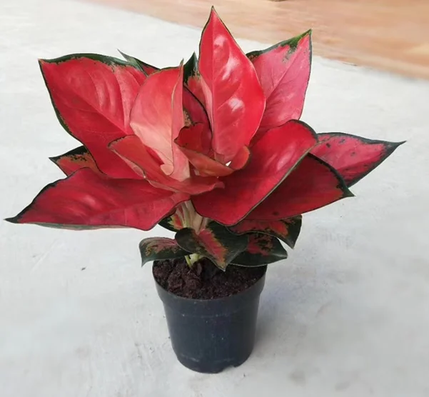 
Hotsale popular wholesale beautiful Aglaonema ornamental live plants bonsai 