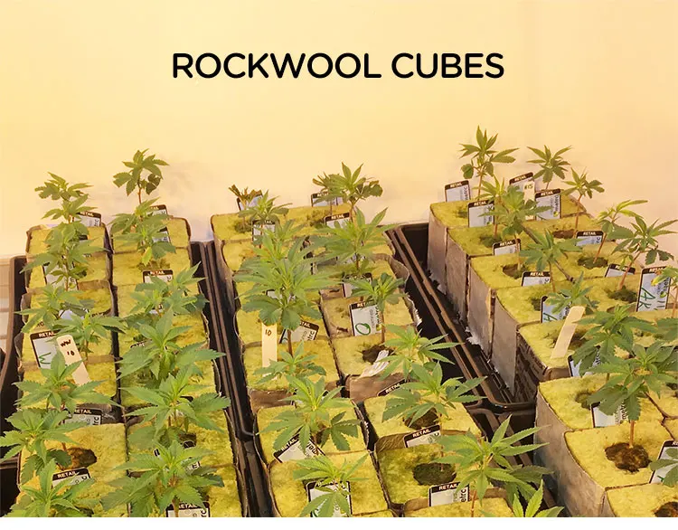 Professional Hydroponics Rock Wool Grow Media Insulation Cubes 6 Inches