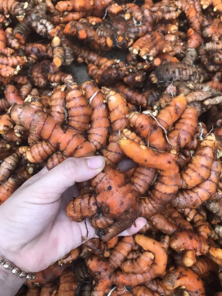 Best Seller!!! Fresh Turmeric In Vietnam With High Export Standard And