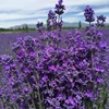 Healthy organic natural aromatic dry lavender flower for home decor