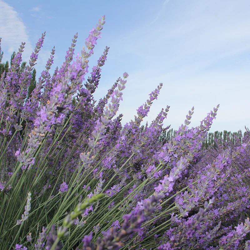 
Flowers Bouquet Royal Blue natural lavender Wedding Flower Bouquets 