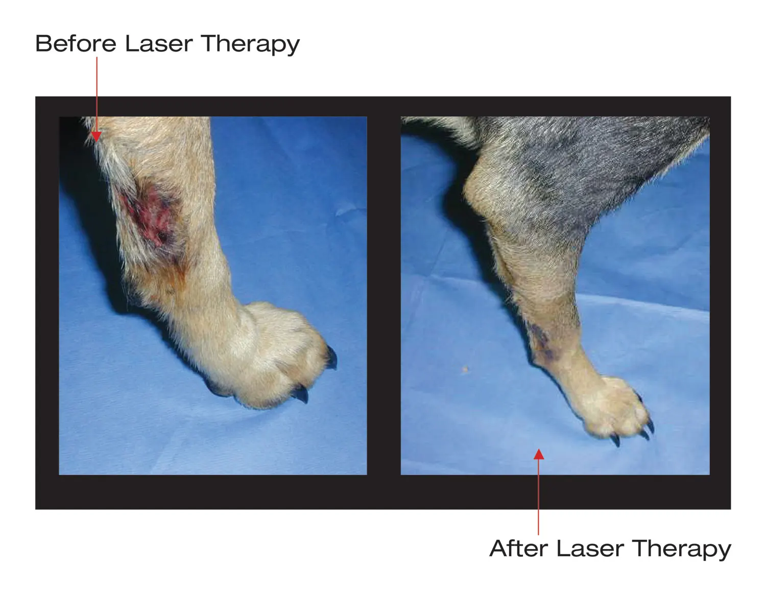 Veterinary medical Laser animal laser therapy animal horse therapy equipment.jpg