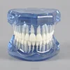 Orthodontic Dental Model Typodont with Blue Transparent Jaw Without Braces Orthodontic Teeth Study Model No Braces Blue