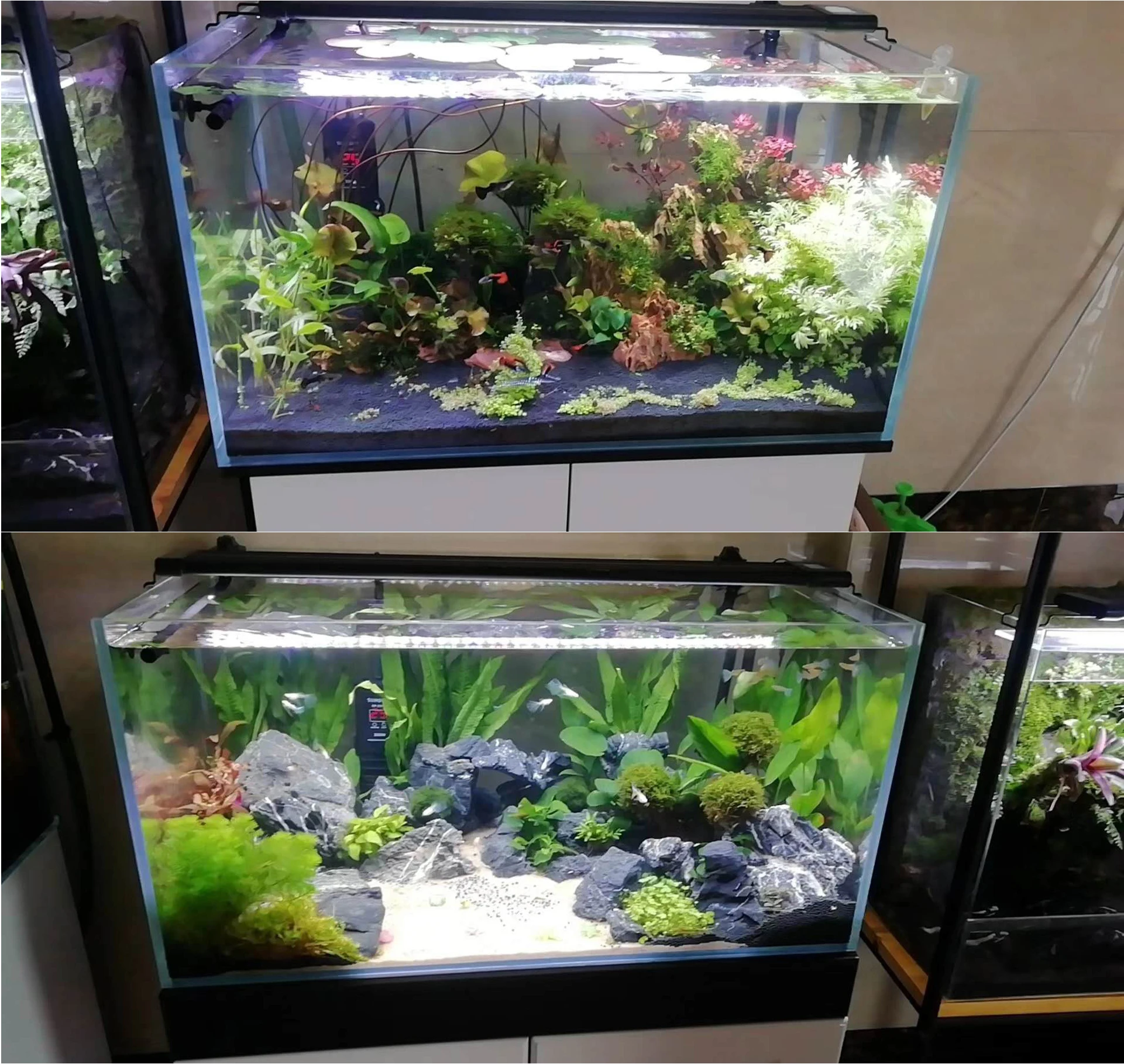 DEMO-freshwater plant.jpg