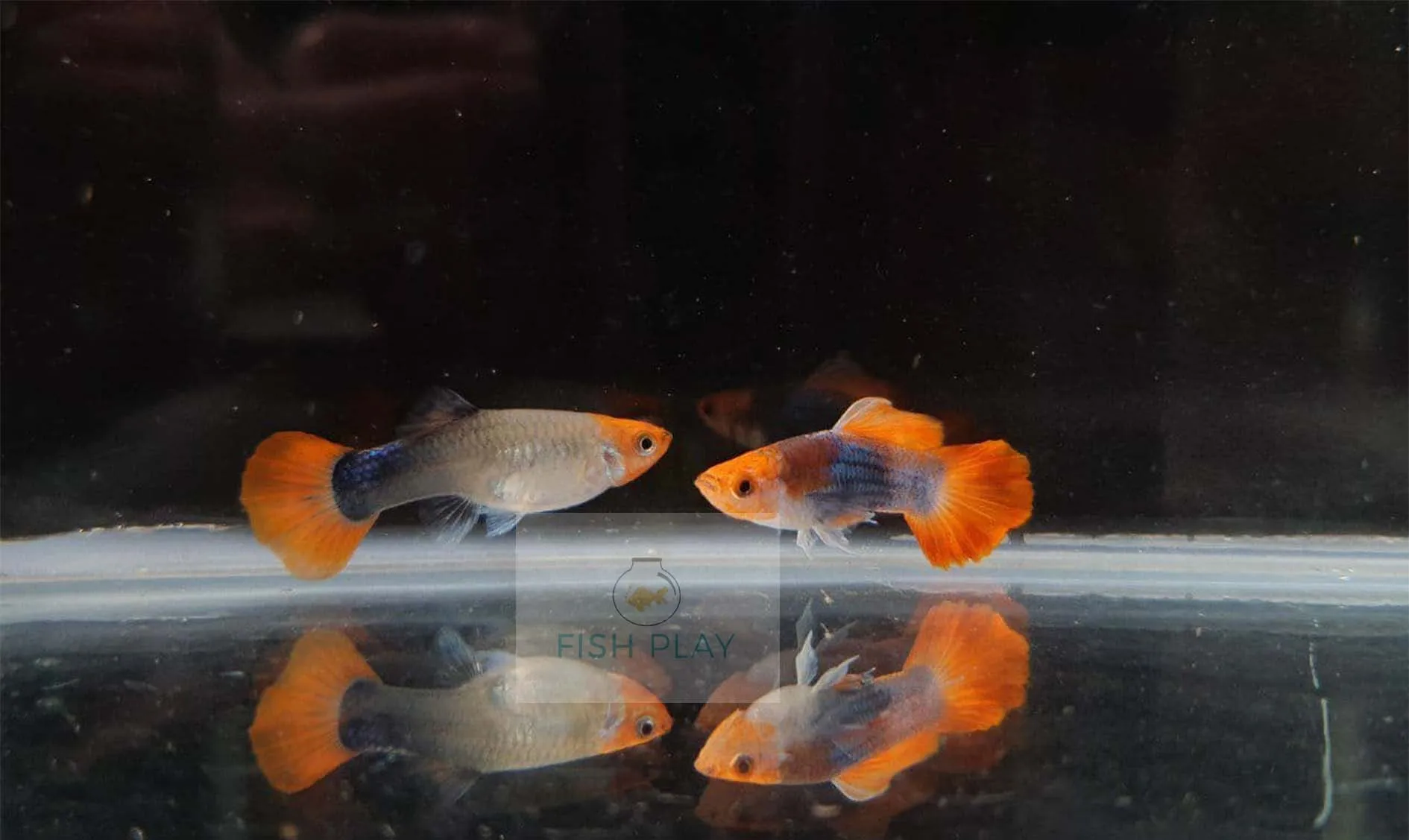 Live Tuxedo Koi Guppies For Sale - Aquarium Fish - Buy Special Koi Fish ...