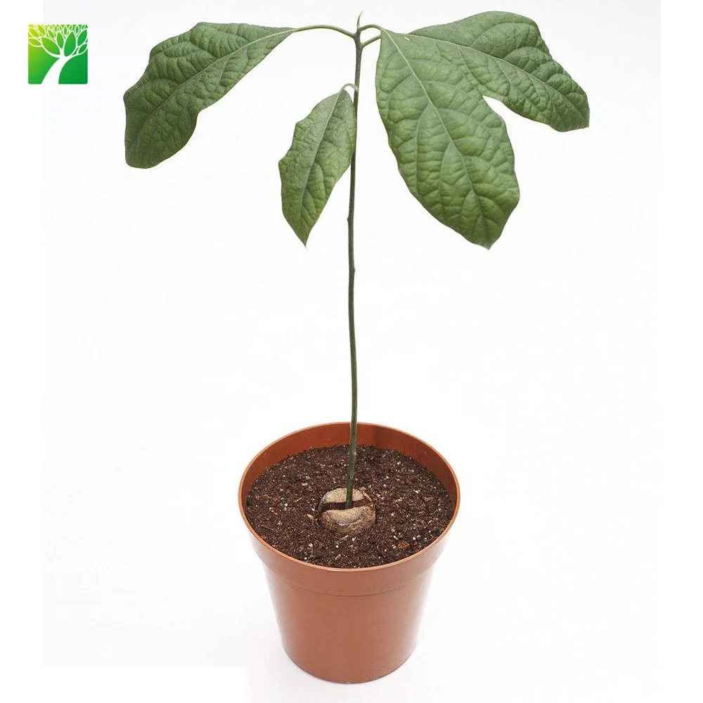 Tasa De Crecimiento Lento Hass Aguacate Arbol Fruta Plantulas Butyrospermum Parkii Buy Semillas De Aguacate Semillas De Arbol De Aguacate Butyrospermum Parkii Product On Alibaba Com