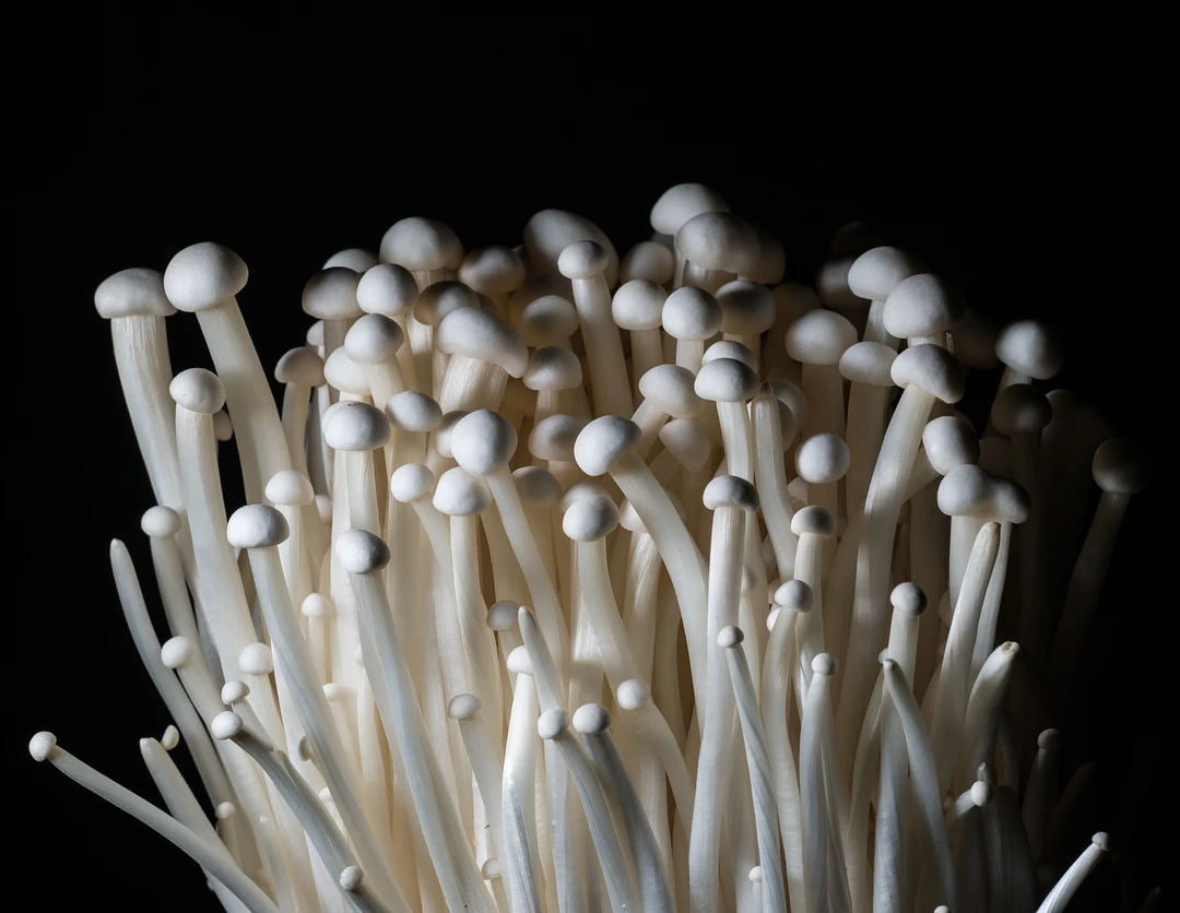 制造商 enoki 蘑菇提取物粉末 30% 多糖