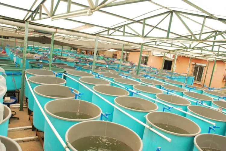 New Design Sewage Treatment With Best Quality For Tilapia - Buy Tilapia Equipment,Recirculating