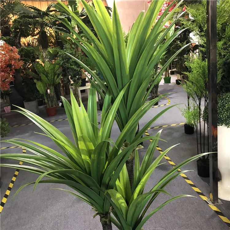 Dracaena  (3).jpg