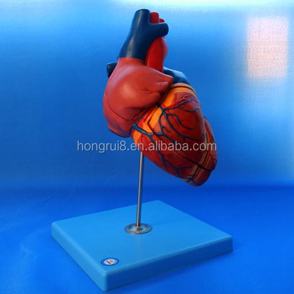 A16007 heart (5).jpg