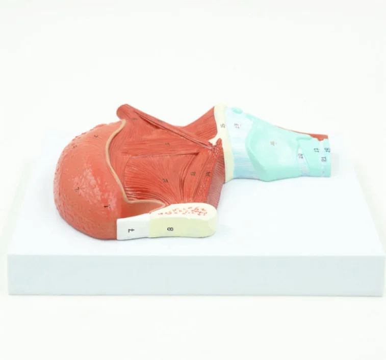 Human Tongue Muscle And Tongue Muscle Anatomical Model With Digital