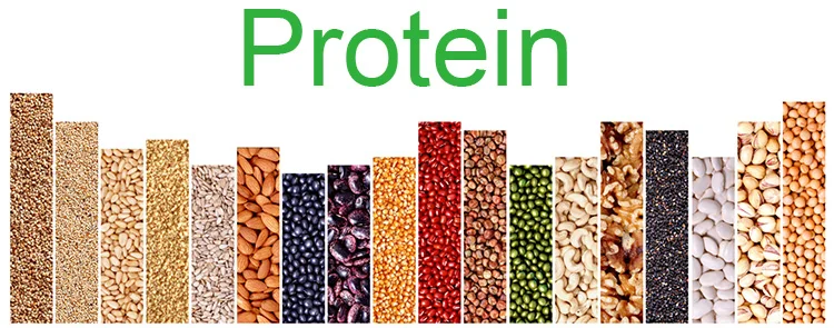 Protein.jpg