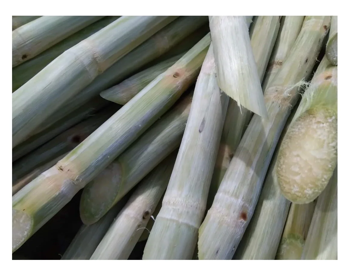2023 Frozen Sugarcane Made In Vietnam Factory From 99gd Food For Food