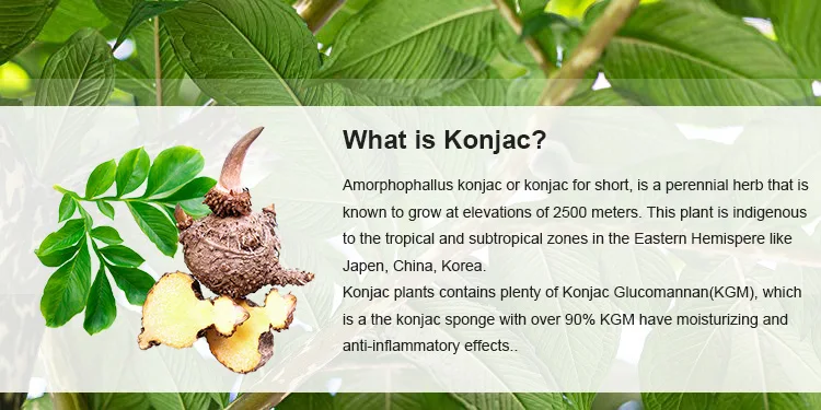 what is konjac