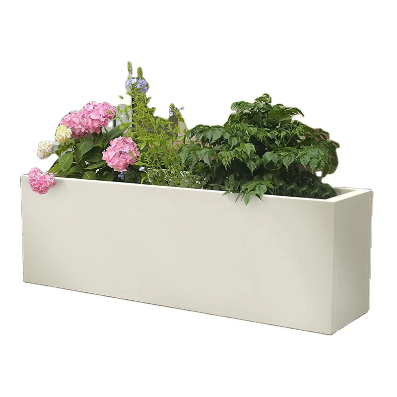 mini terrarium plants for sale Mini Fern Plants (6 Plants) (2