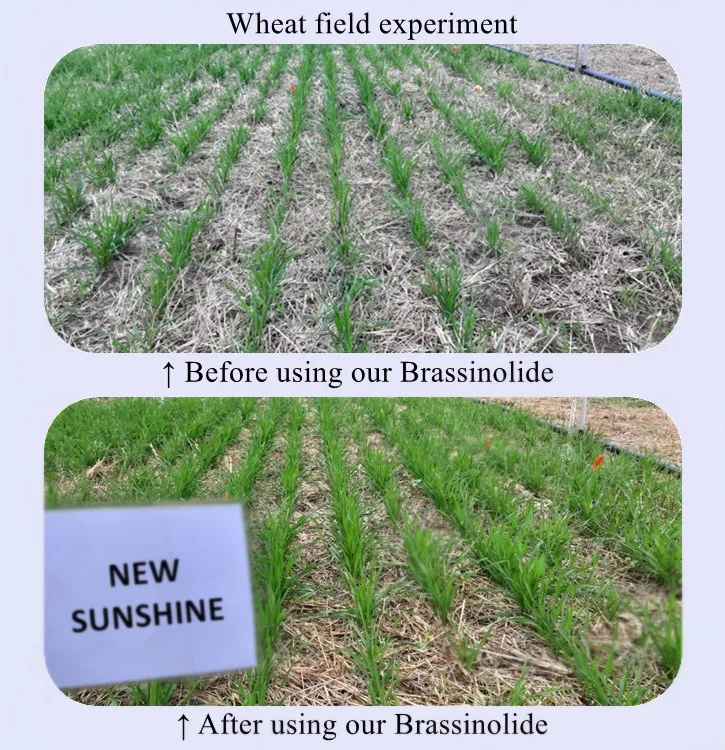 Field experiment.jpg