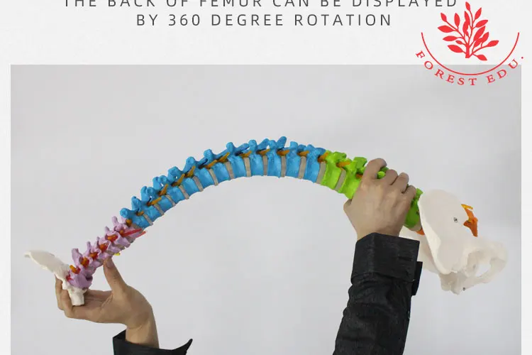 10 spine model