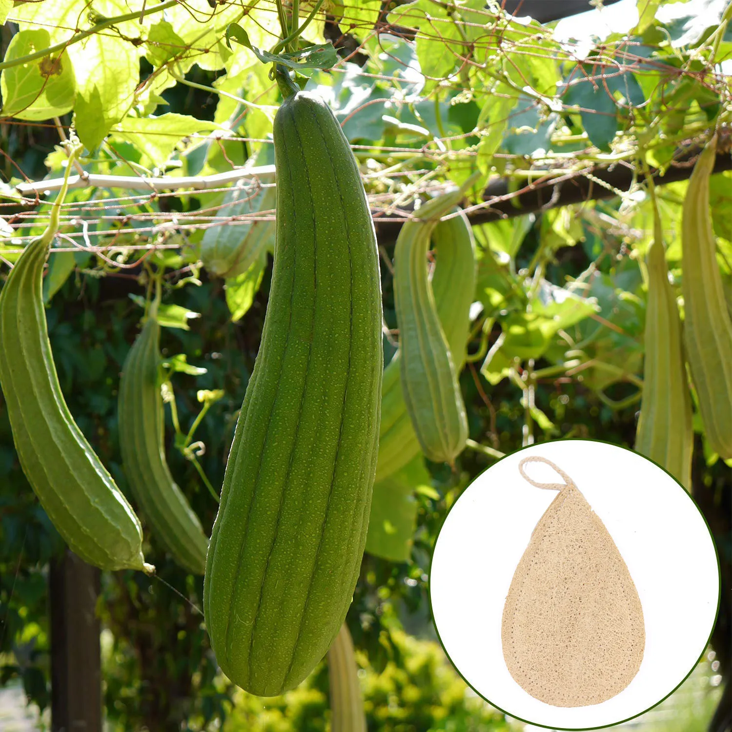 Eco Friendly Natural Luffa Sponge Scrubber 4/6/8 Pieces Pack Set Dishes