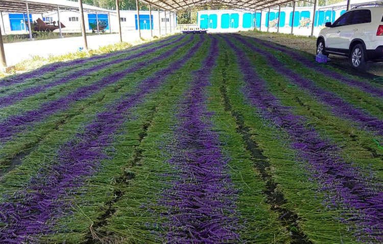 Venta Al Por Mayor De Alta Calidad De Compra Secas Lavanda Comprar Flores  Prensadas - Buy Compra Lavanda Seca,Comprar Flores Secas De Lavanda,Prensado  Flores De Lavanda Product on 