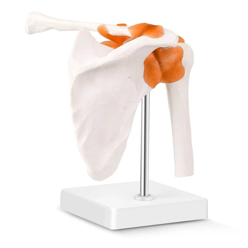 21cm Tall Pvc 0.7kg Human Skeleton Model , Shoulder Joint Model