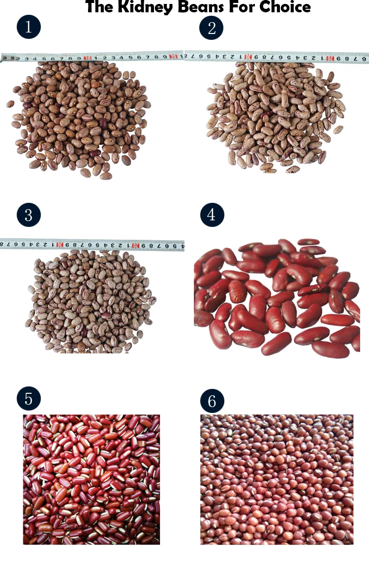 High Quality Black Kidney Bean In 180-200,Long shape