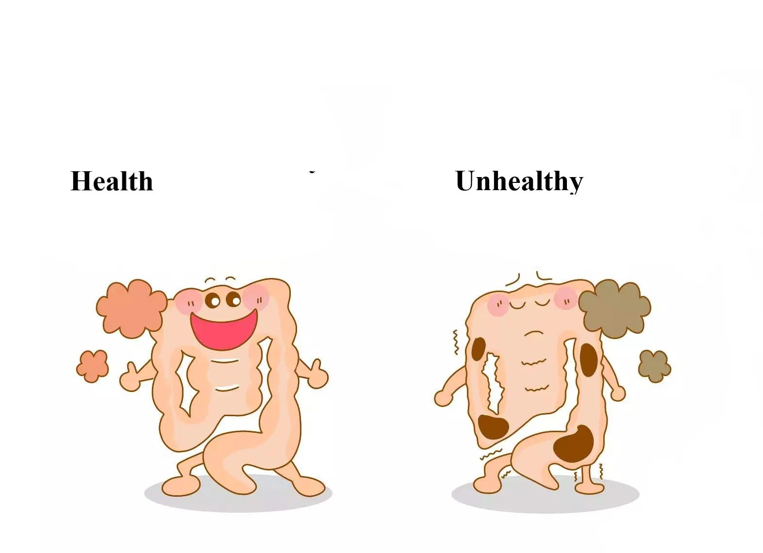 introduction of bifidobacterium breve