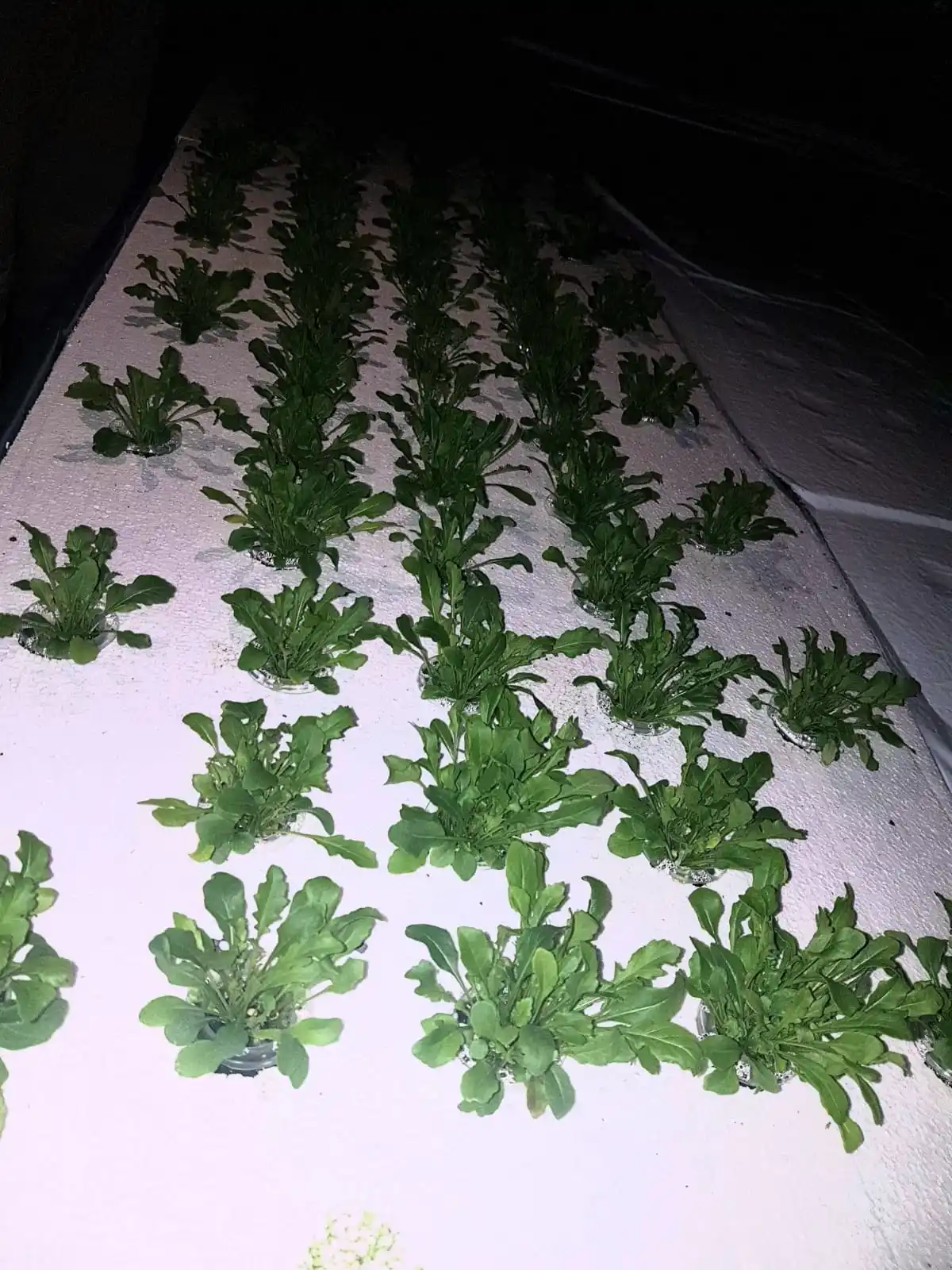 Xps Polystryren Board For Hydroponic Plant Growing Lettuce Vegetables Greenhouse Planting Foam