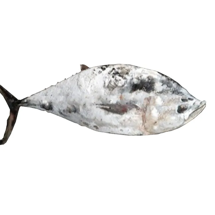 
Frozen Tuna Seafoods Raw Yellowfin Tuna Purse Seine 
