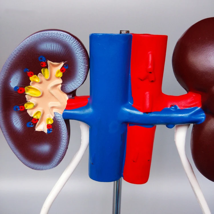 Female urogenital demonstration model Female urinary system Kidney ...