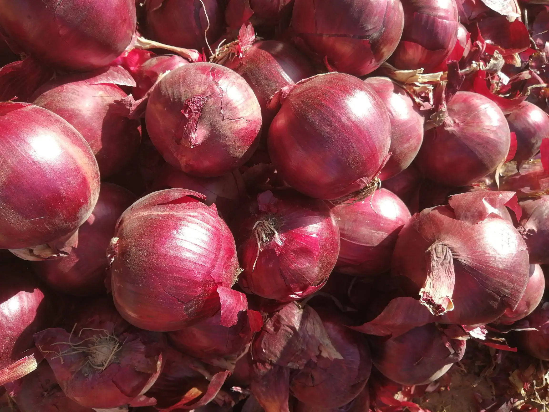 新作物批发商新鲜中国5厘米至7厘米红洋葱价格