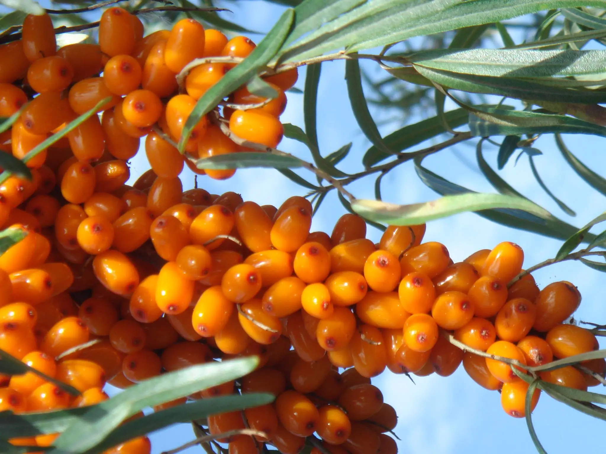 Sea buckthorn перевод. Sea Buckthorn облепиха что это. Настойка облепиха Sea Buckthorn. Sea Buckthorn (Hippophae SPP.). Hippophae rhamnoides препараты.