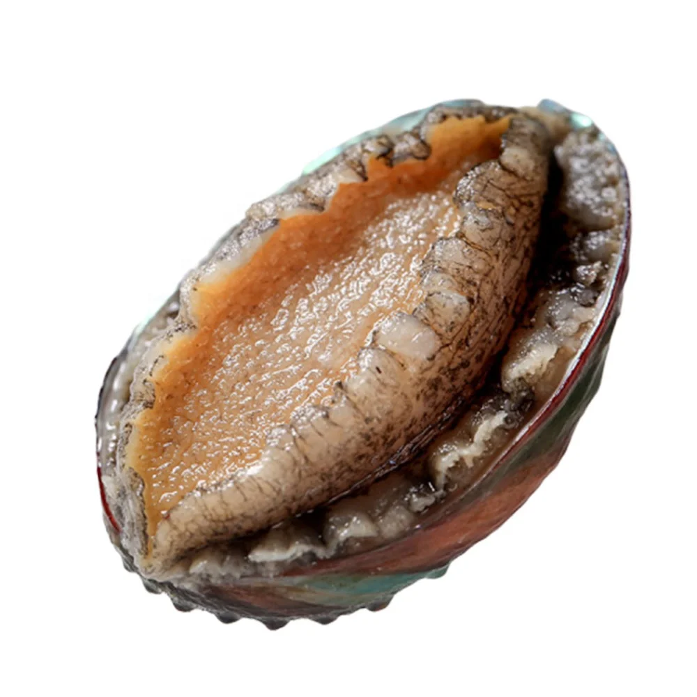 新鲜美味的冷冻鲍鱼肉质丰满天然海鲜