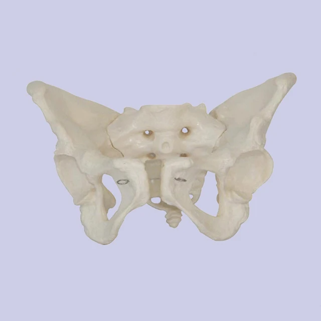 Pvc Education Tasteless Anatomical Pelvis Model