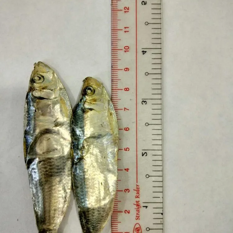 Dried Big Eye Herring From Vietnamese Factory 2022 Best Price For You