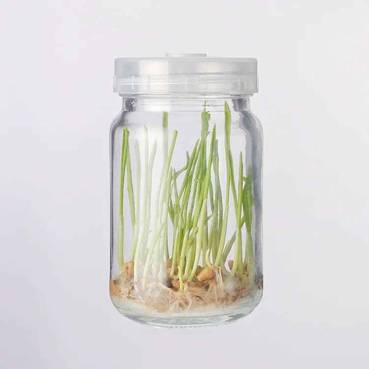 Different Tissue Culture Glass Bottle Plant Container Buy Tissue