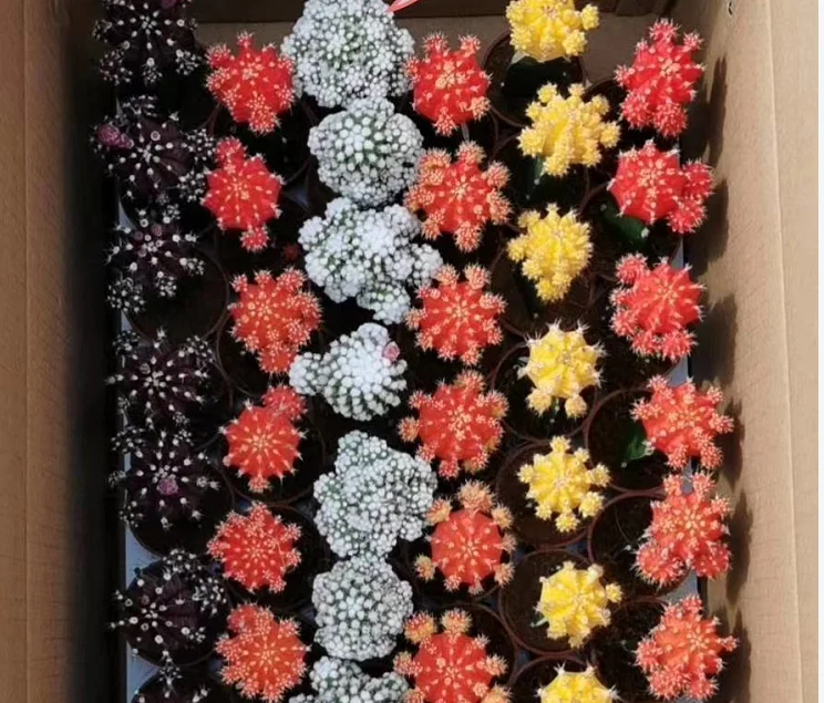 
Gifts Cheap price garden Plants Bonsai mixed color grafted cactus Cactus plants for sale 
