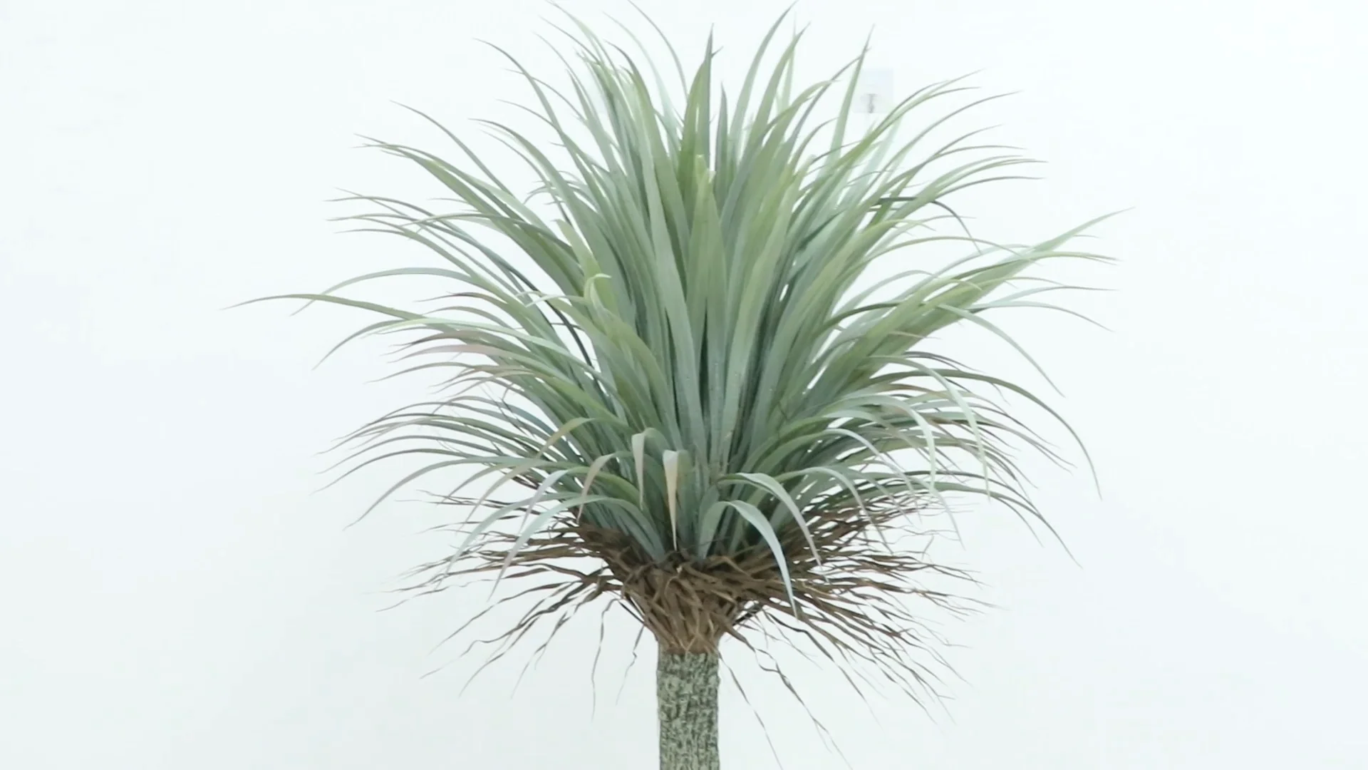 tropical plastic decorative green plants,simulated agave bonsai