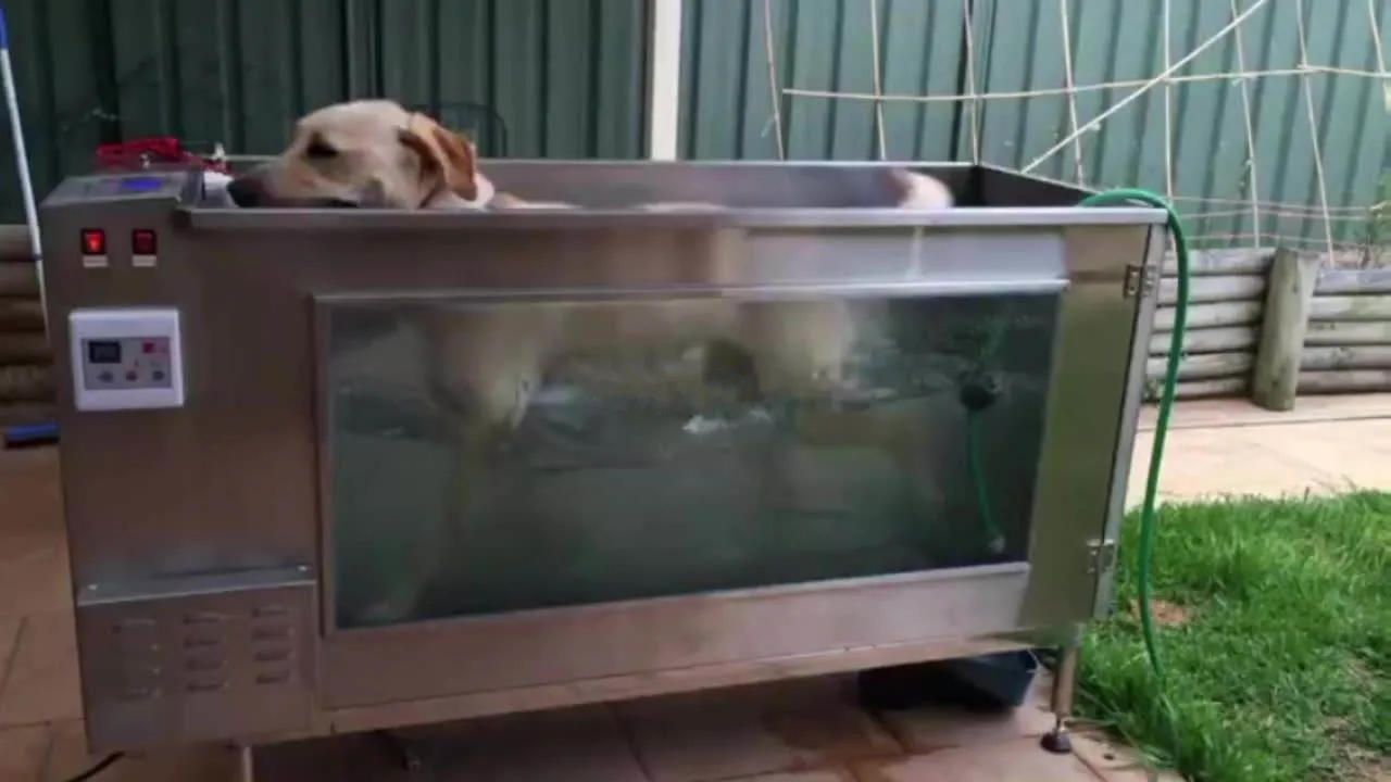 C280 Pets Water Treadmill Dog Hydrotherapy Treadmill Electric Dog