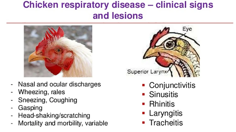 poultry